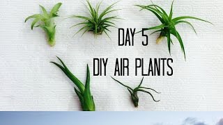 DAY 5  SEEING MY BOYFRIEND amp DIY AIR PLANTS [upl. by Lillywhite]