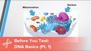 Before You Test DNA Basics You Need to Know Part 1 [upl. by Ferdie372]