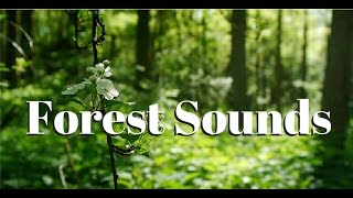 Nature sounds Meditation forest sounds of birds singing relaxation  4 minutes [upl. by Nooj41]