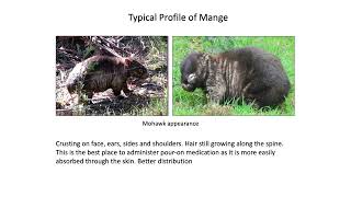 Profile of mange in wombats [upl. by Krys472]