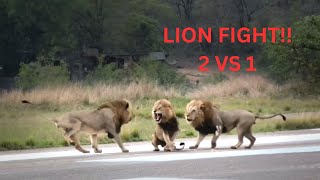 Amazing Footage of a Male Lion Taking Down a Buffalo with Consumate Ease Befofe your Very Eyes [upl. by Carleton]