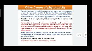 Phytotoxicity of Insecticide [upl. by Nylear317]