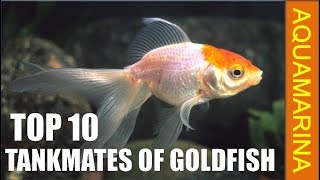 Top 10 tankmates of Goldfish  Fishes those are compatible with goldfish  Aquamarina [upl. by Salomon721]