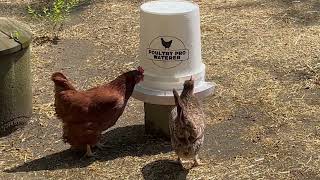 Poultry Pro Waterer [upl. by Fowle]