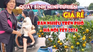 QUẤT Bình Mini Tứ Liên Cực Đẹp Giá Rẻ Bán Sớm Trên Phố Hà Nội Đào Quất Tết 2024  Nhịp sống food [upl. by Tammara]