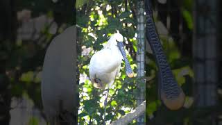 Proud spoonbill [upl. by Burny]