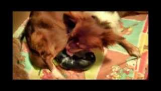 Teacup Chihuahua  Teacas live birth of 4 Chihuahua puppies [upl. by Vaules]