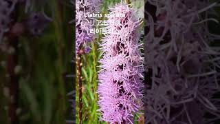 Liatris spicataリアトリス리아트리스 스피카타キリンギク 꽃말quot고결팔방미인quot 기린국화Blazing Star 多年草 꽃이름 flower name 花の名前 [upl. by Ynnelg]