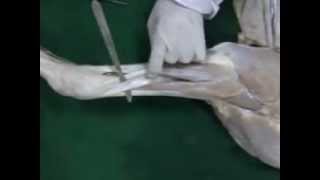 lateral forearm 3gp [upl. by Anilesor]