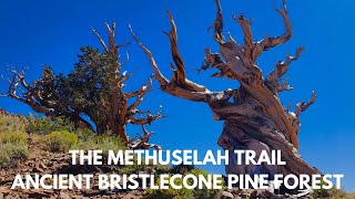 THE METHUSELAH TRAIL ANCIENT BRISTLECONE PINE FOREST [upl. by Seugram]