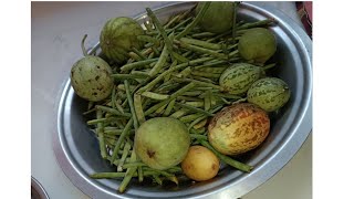 Chawla fali aur Lohekachra ki sabji  Rajasthan special sabji KhetKiSabji recipe food [upl. by Arnold]