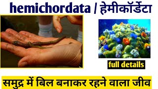 Phylum hemichordata in hindi फाइलम हेमिकॉर्डेटा phylum hemichordata class 11 biology [upl. by Hartzel686]