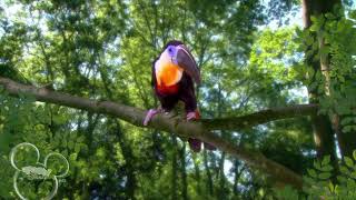 In the Night Garden  Toucan Song 2007 but it has the 20082009 Toon Disney HD DOG [upl. by Kalina]