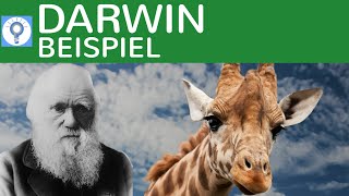 Evolutionstheorie von Darwin  Beispielaufgabe Giraffen  Evolution 7 [upl. by Karame343]