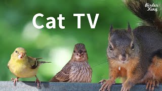 Cat TV 2020 8 Hours  Birds for Cats to Watch Relax Your Pets Beautiful Birds Squirrels [upl. by Ahsied395]