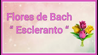 Flores de Bach “ Escleranto “ Scleranthus 💐 [upl. by Clare]