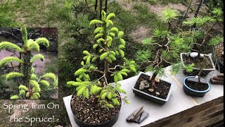 Spring Trim On The Spruce Bonsai Picea Abies [upl. by Schmitt]