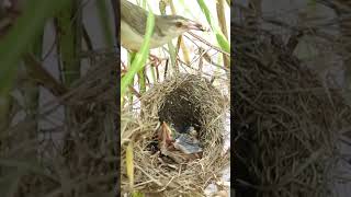 Babies waiting eat grasshopper and the ants EP237 birds birdslover finch finchfinch petbird n [upl. by Lalittah]