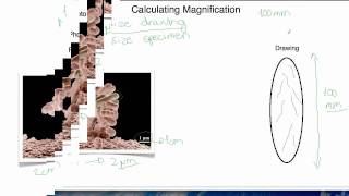 IB Biology 215 Calculating magnification [upl. by Brace]