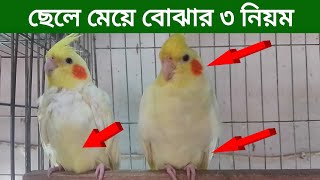 ককাটেল পাখির মেল ফিমেল চেনার উপায়  Cocktail Pakhir Male Female chenar upay [upl. by Herta]