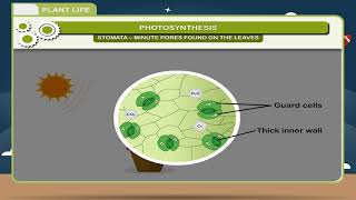 Plant Life class7 [upl. by Nobe]