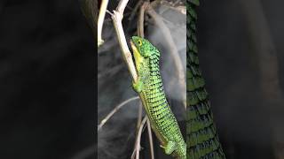 Abronia Graminea Mexican Alligator Lizard feeding reptiles lizard [upl. by Sdlonyer712]