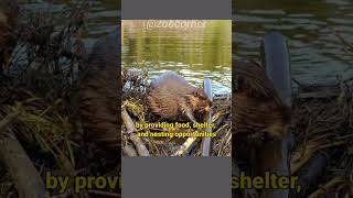 American Beaver  Beavers Who Build a Dam [upl. by Kenay]