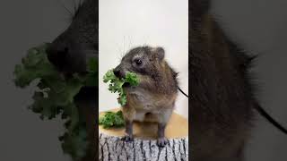 just some hyrax munching to brighten your day  animal world [upl. by Erdnaet]