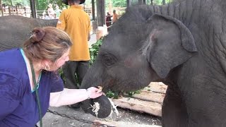 Sri Lanka Pinnawala Elephant Orphanage [upl. by Gerek]