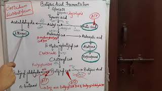 BUTYRIC ACID FERMENTATION [upl. by Ryder107]