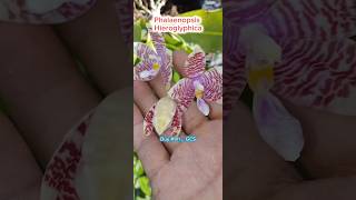 Phalaenopsis Hieroglyphica 💥 Hồ điệp thơm Hieroglyphica [upl. by Niko932]