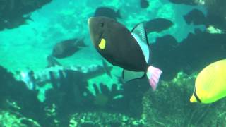 Pinktail Triggerfish [upl. by Agrippina]