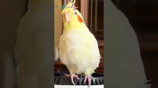 lutino cockatiel bird sound cockatiel parrot birds [upl. by Airrat]