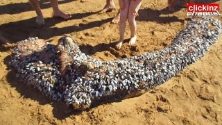 Extrañas Criaturas Marinas aparecen en la Playa de Zarautz Strange Sea Creatures appear on the Beach [upl. by Naicul]