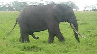 Elephant scratches stomach with 2nd trunk [upl. by France]