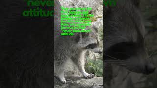 FEARLESS Racoons amp what is STATE OF TORPOR animals nature shorts viralv raccoon funny [upl. by Crocker]