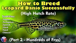 How to Breed Leopard Danio Fish  High Hatch Rate [upl. by Koblas402]