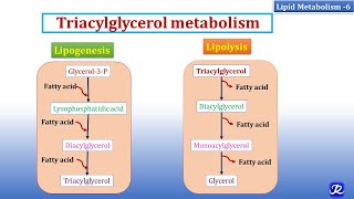 6 Triacylglycerol Metabolism  Lipid Metabolism6  Biochemistry  NJOY Biochemistry [upl. by Halihs31]