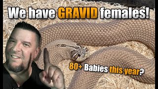 We have GRAVID hognose females Lets gooooo [upl. by Baerl]