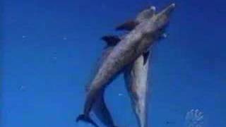 Wild dolphin mating [upl. by Salot]