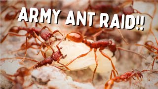 Army Ant Raid and other Insane Arizona Monsoon Finds [upl. by Oiramal]