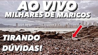 AO VIVO MILHARES de MARISCO MORTOS Chamando ATENÇÃO de Balneário Camboriú [upl. by Ulyram]