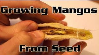 Growing Mangos From Seed  How to plant a mango seed and grow a mango tree [upl. by Ylliw]