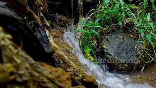 Babbling brook Relaxing waterfall sounds birds chirping forest sounds amazing nature sounds 72 [upl. by Ebanreb373]