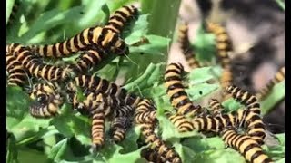 Loads Of Cinnabar Moth Caterpillars Devouring Ragwort  4K [upl. by Aneetak]