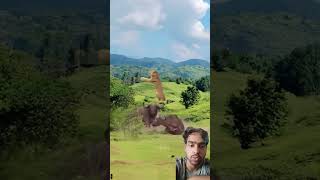 Fight bison and lion in wild 👉newtrending [upl. by Claude]