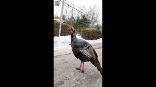 Wild Turkeys running the roads in Grand BayWestfield NB [upl. by Namien]