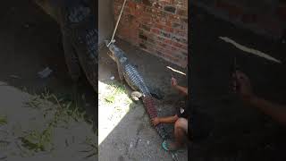 Crocodile Inject Crocodile Medicine  Crocodile treatment  short [upl. by Giglio]