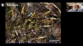 Bryophytes Module 3 How to identify mosses [upl. by Dlonyar]