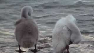 Swan with baby swans cygnets at Lake Garda Italy [upl. by Jackson543]